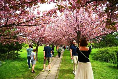 Prawie jak w Japonii, wyjątkowy zakątek w Krakowie przyciąga tłumy - zdjęcie 25