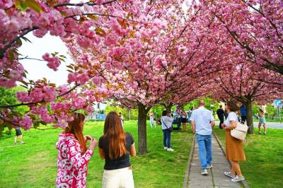 Prawie jak w Japonii, wyjątkowy zakątek w Krakowie przyciąga tłumy - zdjęcie 33