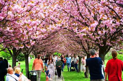Prawie jak w Japonii, wyjątkowy zakątek w Krakowie przyciąga tłumy - zdjęcie 27