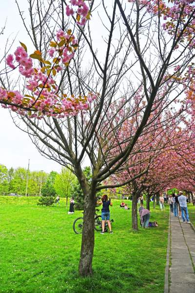 Prawie jak w Japonii, wyjątkowy zakątek w Krakowie przyciąga tłumy - zdjęcie 32