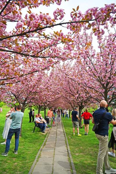 Prawie jak w Japonii, wyjątkowy zakątek w Krakowie przyciąga tłumy - zdjęcie 29