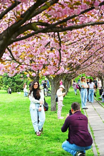 Prawie jak w Japonii, wyjątkowy zakątek w Krakowie przyciąga tłumy - zdjęcie 30