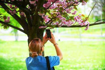 Prawie jak w Japonii, wyjątkowy zakątek w Krakowie przyciąga tłumy - zdjęcie 16