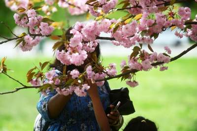Prawie jak w Japonii, wyjątkowy zakątek w Krakowie przyciąga tłumy - zdjęcie 10