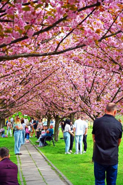 Prawie jak w Japonii, wyjątkowy zakątek w Krakowie przyciąga tłumy - zdjęcie 31
