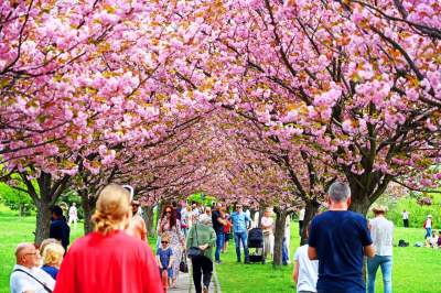 Prawie jak w Japonii, wyjątkowy zakątek w Krakowie przyciąga tłumy - zdjęcie 26