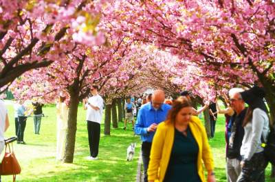 Prawie jak w Japonii, wyjątkowy zakątek w Krakowie przyciąga tłumy - zdjęcie 12