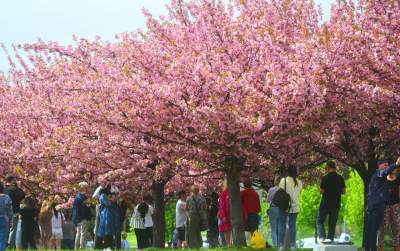 Prawie jak w Japonii, wyjątkowy zakątek w Krakowie przyciąga tłumy - zdjęcie 4