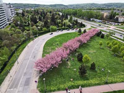 Prawie jak w Japonii, wyjątkowy zakątek w Krakowie przyciąga tłumy - zdjęcie 3