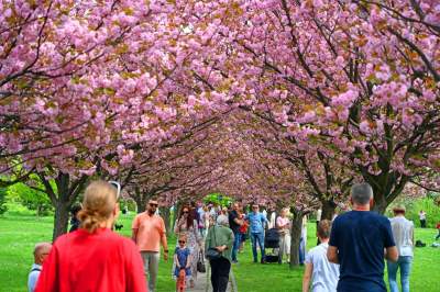 Prawie jak w Japonii, wyjątkowy zakątek w Krakowie przyciąga tłumy - zdjęcie 24