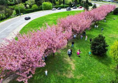 Prawie jak w Japonii, wyjątkowy zakątek w Krakowie przyciąga tłumy - zdjęcie 2