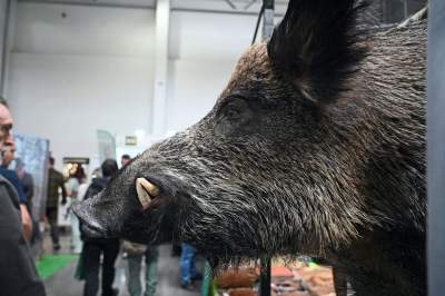 Zabawy dzieci z bronią na targach myśliwych w Krakowie, protesty aktywistów - zdjęcie 18