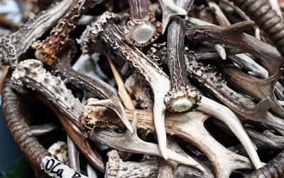 Zabawy dzieci z bronią na targach myśliwych w Krakowie, protesty aktywistów - zdjęcie 19