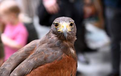 Zabawy dzieci z bronią na targach myśliwych w Krakowie, protesty aktywistów - zdjęcie 22