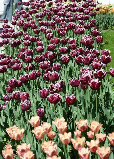 Najlepsze miejsce na spacer w Krakowie, zwłaszcza o tej porze roku - zdjęcie 18