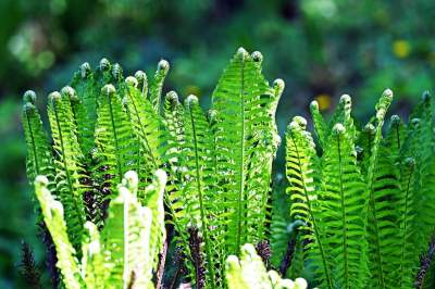 Najlepsze miejsce na spacer w Krakowie, zwłaszcza o tej porze roku - zdjęcie 33