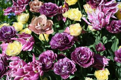 Najlepsze miejsce na spacer w Krakowie, zwłaszcza o tej porze roku - zdjęcie 6