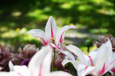 Najlepsze miejsce na spacer w Krakowie, zwłaszcza o tej porze roku - zdjęcie 4
