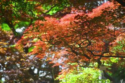 Najlepsze miejsce na spacer w Krakowie, zwłaszcza o tej porze roku - zdjęcie 51