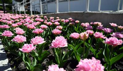 Najlepsze miejsce na spacer w Krakowie, zwłaszcza o tej porze roku - zdjęcie 8