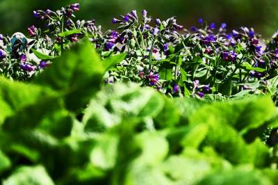 Najlepsze miejsce na spacer w Krakowie, zwłaszcza o tej porze roku - zdjęcie 26