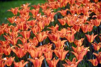 Najlepsze miejsce na spacer w Krakowie, zwłaszcza o tej porze roku - zdjęcie 58