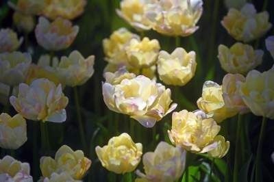 Najlepsze miejsce na spacer w Krakowie, zwłaszcza o tej porze roku - zdjęcie 55