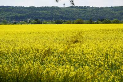 Słynna krzywa droga w Nowej Hucie i majowe klimaty koło Krakowa - zdjęcie 6