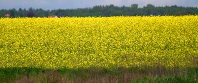 Słynna krzywa droga w Nowej Hucie i majowe klimaty koło Krakowa - zdjęcie 5