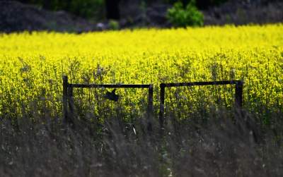 Słynna krzywa droga w Nowej Hucie i majowe klimaty koło Krakowa - zdjęcie 4