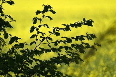 Słynna krzywa droga w Nowej Hucie i majowe klimaty koło Krakowa - zdjęcie 13