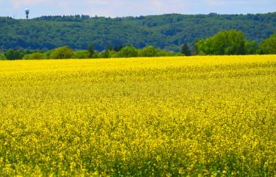 Słynna krzywa droga w Nowej Hucie i majowe klimaty koło Krakowa - zdjęcie 8