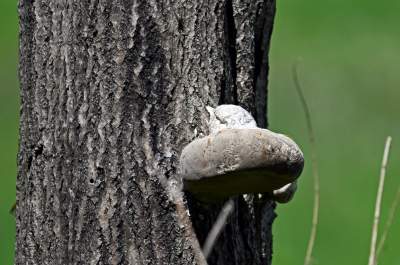 Słynna krzywa droga w Nowej Hucie i majowe klimaty koło Krakowa - zdjęcie 9