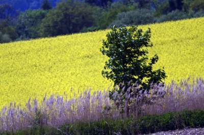 Słynna krzywa droga w Nowej Hucie i majowe klimaty koło Krakowa - zdjęcie 16