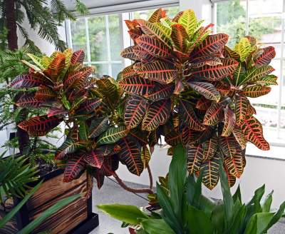 Zrekonstruowana XIX-wieczna oranżeria otwarta. Cudowne miejsce w Krakowie - zdjęcie 28