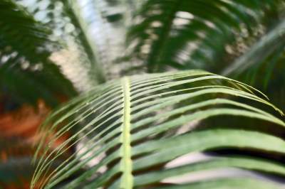 Zrekonstruowana XIX-wieczna oranżeria otwarta. Cudowne miejsce w Krakowie - zdjęcie 32