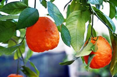 Zrekonstruowana XIX-wieczna oranżeria otwarta. Cudowne miejsce w Krakowie - zdjęcie 21