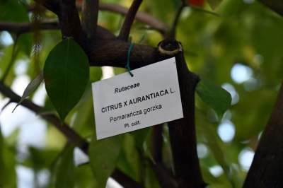 Zrekonstruowana XIX-wieczna oranżeria otwarta. Cudowne miejsce w Krakowie - zdjęcie 29