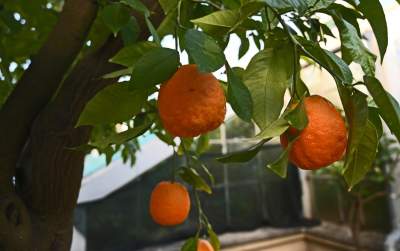 Zrekonstruowana XIX-wieczna oranżeria otwarta. Cudowne miejsce w Krakowie - zdjęcie 25
