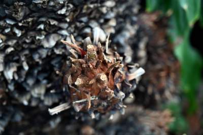 Zrekonstruowana XIX-wieczna oranżeria otwarta. Cudowne miejsce w Krakowie - zdjęcie 31