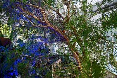 Zrekonstruowana XIX-wieczna oranżeria otwarta. Cudowne miejsce w Krakowie - zdjęcie 26