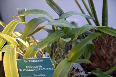 Zrekonstruowana XIX-wieczna oranżeria otwarta. Cudowne miejsce w Krakowie - zdjęcie 27