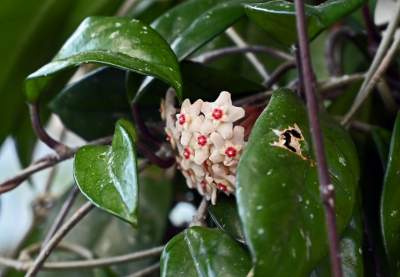 Zrekonstruowana XIX-wieczna oranżeria otwarta. Cudowne miejsce w Krakowie - zdjęcie 24