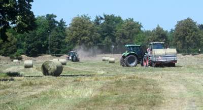 W Krakowie sezon rolniczy w pełni, na największej łące w mieście praca wre - zdjęcie 26