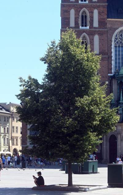 Upał w Krakowie, tak próbujemy się schłodzić - zdjęcie 15
