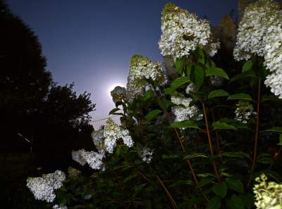 Zbożowy Księżyc zachwycił obserwatorów. Większy i jaśniejszy niż zwykle - zdjęcie 11