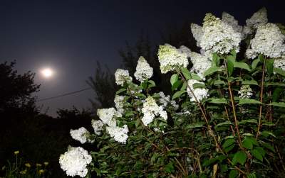 Zbożowy Księżyc zachwycił obserwatorów. Większy i jaśniejszy niż zwykle - zdjęcie 10