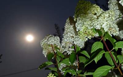 Zbożowy Księżyc zachwycił obserwatorów. Większy i jaśniejszy niż zwykle - zdjęcie 12