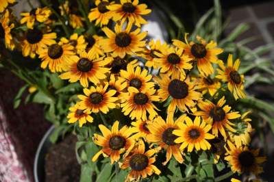 Tradycja trzyma się mocno:  Święto Matki Boskiej Zielnej w Krakowie - zdjęcie 28