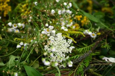 Tradycja trzyma się mocno:  Święto Matki Boskiej Zielnej w Krakowie - zdjęcie 7